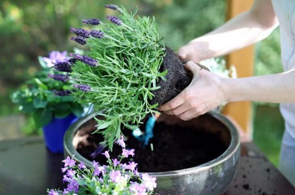 Aprende A Cultivar Flores De Lavanda En Una Taza Y Aromatiza Tu Hogar